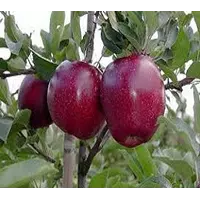 Яблука свіжі сортові Ред Джонапринц